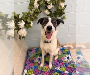 Australian Shepherd-Unknown Mix Dogs for adoption in Brighton, CO, USA