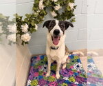 Small Australian Shepherd Mix