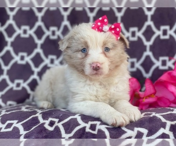 Medium Photo #3 Australian Shepherd Puppy For Sale in LAKELAND, FL, USA