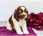 Small #4 Cocker Spaniel