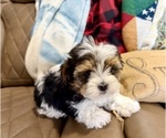 Small #13 Morkie