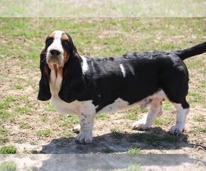 Basset Hound Puppy for sale in UNION CITY, TN, USA