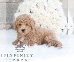 Small #4 Poodle (Miniature)
