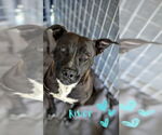 Small #3 American Pit Bull Terrier Mix