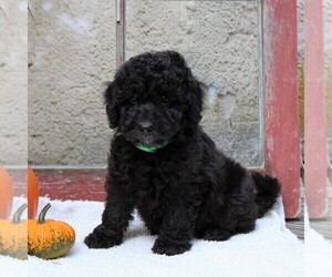 Goldendoodle-Poodle (Miniature) Mix Puppy for sale in GAP, PA, USA