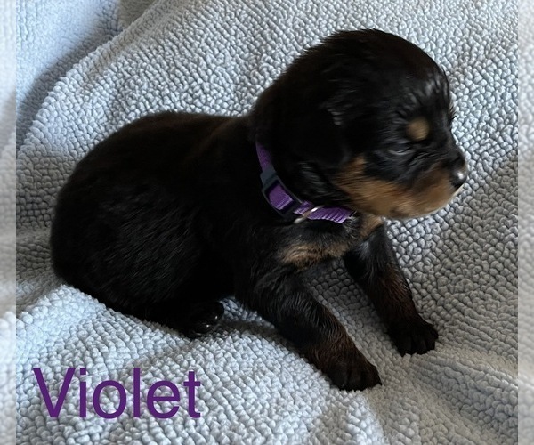 Medium Photo #4 Rottweiler Puppy For Sale in FAYETTEVILLE, PA, USA