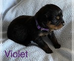 Small Photo #4 Rottweiler Puppy For Sale in FAYETTEVILLE, PA, USA