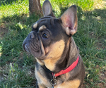 Small Photo #1 French Bulldog Puppy For Sale in MEDFORD, OR, USA