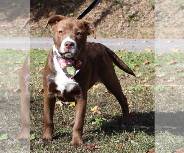Medium Photo #1 Labrador Retriever-Unknown Mix Puppy For Sale in Prattville, AL, USA