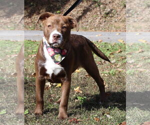 Labrador Retriever-Unknown Mix Dogs for adoption in Prattville, AL, USA