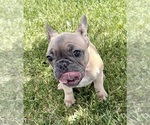 Small #3 French Bulldog