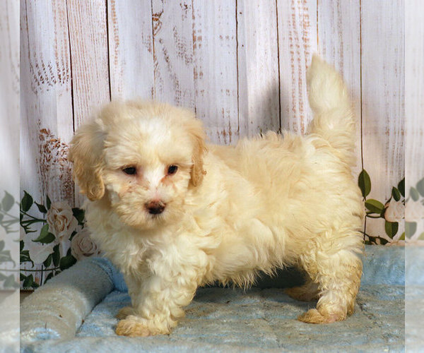 Medium Photo #1 Poochon Puppy For Sale in PENNS CREEK, PA, USA
