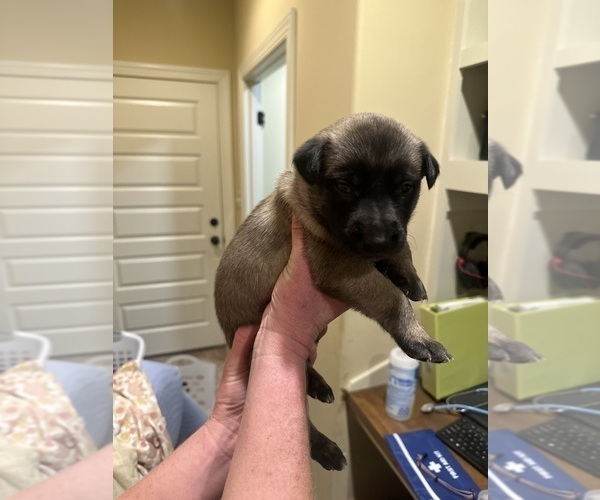 Medium Photo #13 Belgian Malinois Puppy For Sale in ATHENS, AL, USA