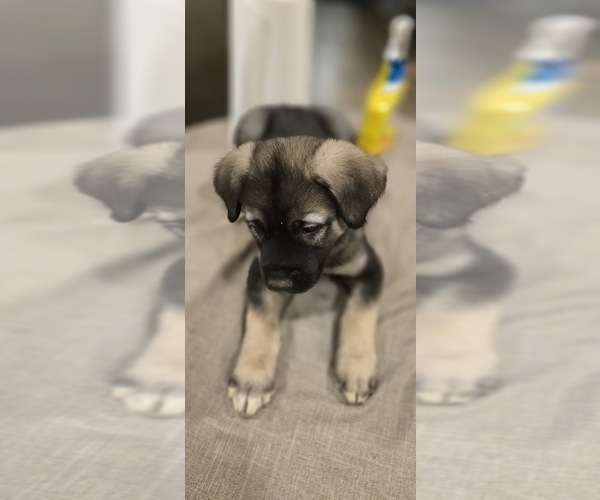 Medium Photo #1 Alaskan Malamute-Mastiff Mix Puppy For Sale in OMAHA, NE, USA