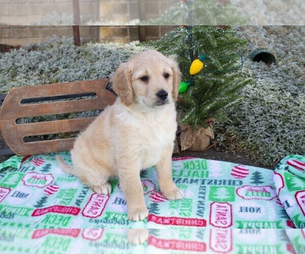 Medium Photo #2 Goldendoodle (Miniature) Puppy For Sale in SUGARCREEK, OH, USA