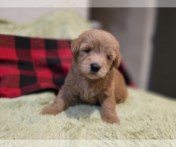 Medium Photo #4 Goldendoodle Puppy For Sale in DUBLIN, TX, USA