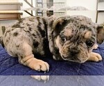 Puppy Puppy 2 French Bulldog