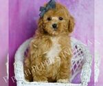 Puppy Blaze Poodle (Miniature)