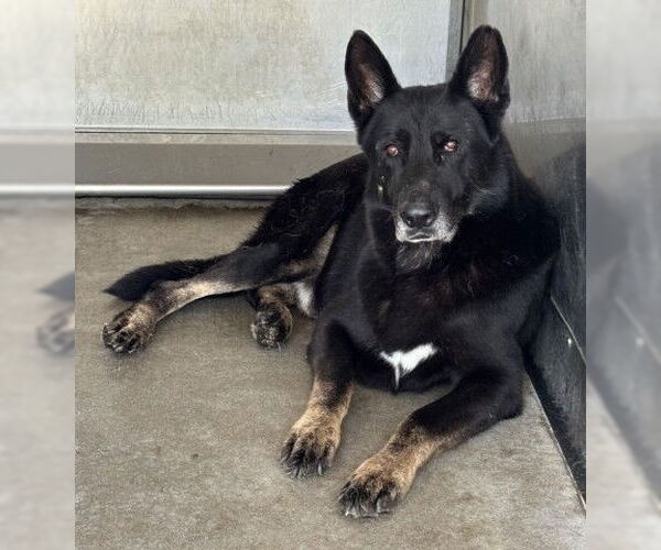 Medium Photo #2 German Shepherd Dog-Unknown Mix Puppy For Sale in San Bernardino, CA, USA