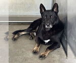 Small #1 German Shepherd Dog Mix