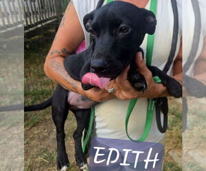 Edith - Female Dachshund-Unknown Mix Dog for Adoption - Photo #8