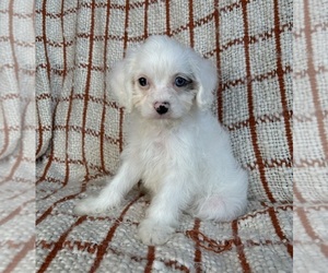 Cockapoo Puppy for sale in FRANKLIN, IN, USA