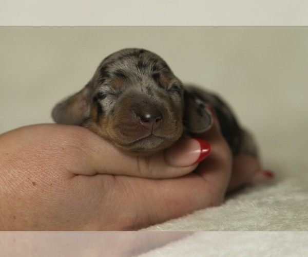 Medium Photo #4 Dachshund Puppy For Sale in NEVADA CITY, CA, USA