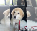 Small Great Pyrenees Mix