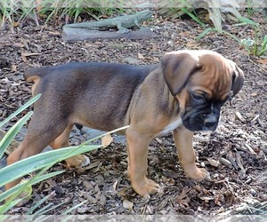 Boxer Puppy for sale in CHESNEE, SC, USA