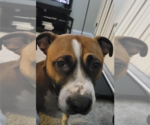 Small #14 American Staffordshire Terrier-Boxer Mix