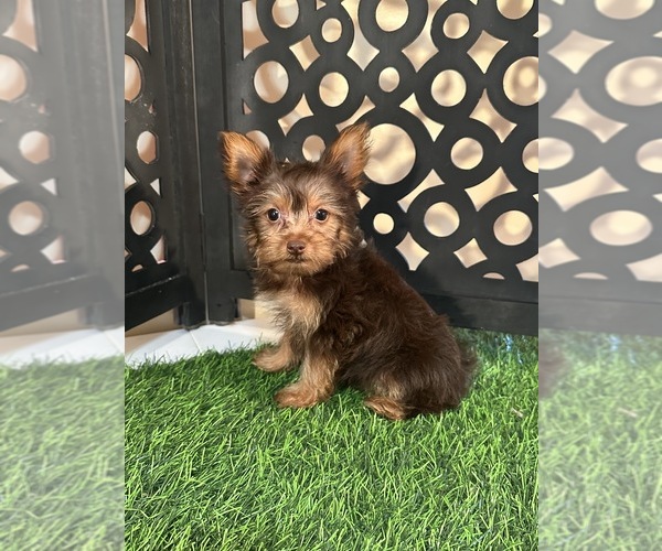 Medium Photo #3 Yorkshire Terrier Puppy For Sale in MOUNT VERNON, OH, USA