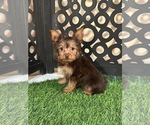 Small #2 Yorkshire Terrier