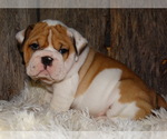 Small Photo #12 English Bulldog Puppy For Sale in VERONA, MO, USA