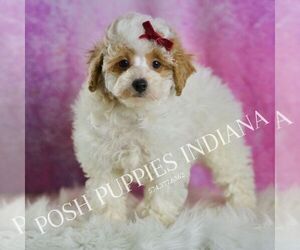 Medium Poodle (Miniature)