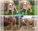 Small #4 Goldendoodle-Sheepadoodle Mix