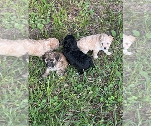 Maltipoo Puppy for Sale in RICHWOOD, Louisiana USA