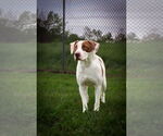 Small #1 Mutt