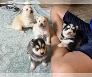 Pomsky Litter for sale in VENUS, PA, USA