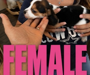 Beagle Puppy for sale in BAKERSFIELD, CA, USA
