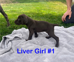 Puppy Liver Girl 1 German Shorthaired Pointer