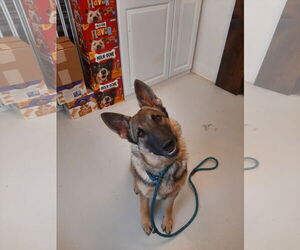 German Shepherd Dog Dogs for adoption in Mt. Gilead, OH, USA