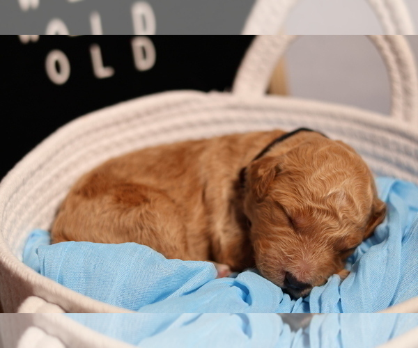 Medium Photo #4 Goldendoodle Puppy For Sale in MIAMI, FL, USA