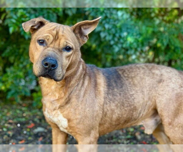 Medium Photo #1 Boxador Puppy For Sale in Tavares, FL, USA