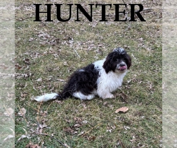 Medium Photo #3 Shih-Poo Puppy For Sale in HARTLAND, MN, USA