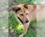 Small #7 Labrador Retriever Mix