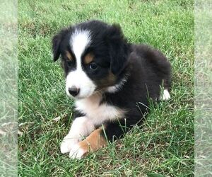 Australian Shepherd Puppy for sale in HAVEN, KS, USA