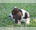 Small #6 Basset Hound