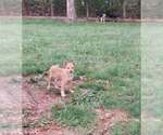 Small #2 Mutt