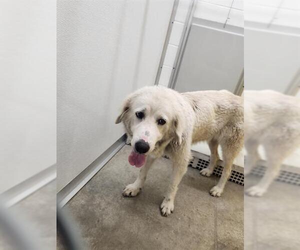 Medium Photo #1 Great Pyrenees Puppy For Sale in Temple, TX, USA