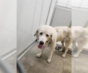 Great Pyrenees Dogs for adoption in Temple, TX, USA